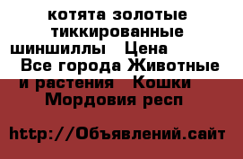 котята золотые тиккированные шиншиллы › Цена ­ 8 000 - Все города Животные и растения » Кошки   . Мордовия респ.